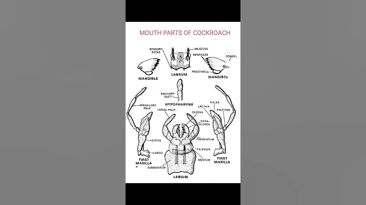 mouth parts of cockroach#entomology #insects #education #viral #shortsyoutube - DayDayNews