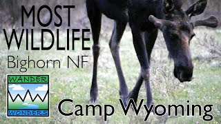 Abundant Wildlife, No Crowds! Bighorn National Forest. Camping Between The Badlands and Yellowstone.