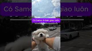Một bé samo trắng đáng yêu #chomeodangyeu #pets #cuoncuoncon #dethuong #cutedog