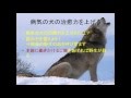 病気の犬と高齢犬、ドッグフードで元気にできる