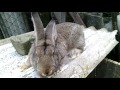 Кролики породы Фландр //взвешивание 4х месячных кроликов //Жизнь в деревне!!!