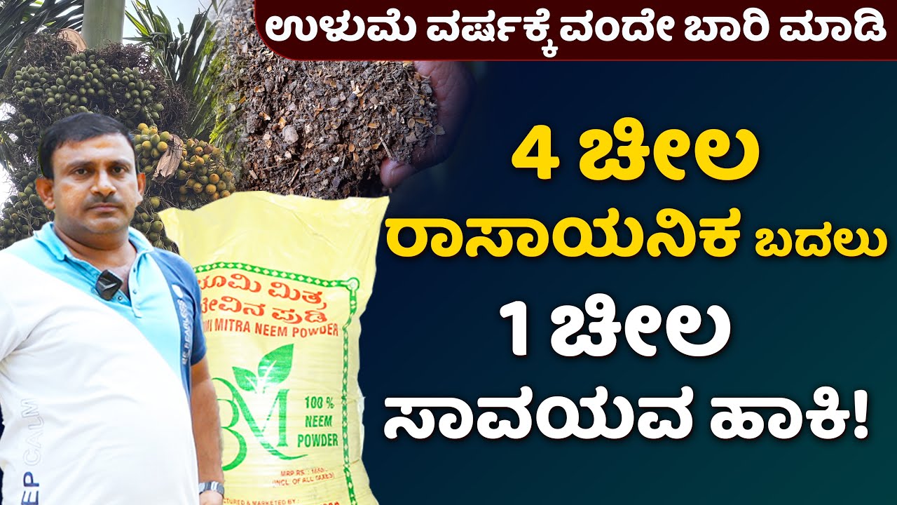 ಉಳುಮೆ ವರ್ಷಕ್ಕೆ ವಂದೇ ಬಾರಿ ಮಾಡಿ 4 ಚೀಲ ರಾಸಾಯನಿಕ ಬದಲು 1ಚೀಲ ಸಾವಯವ ಹಾಕಿ!#arecafarming #organicmenure