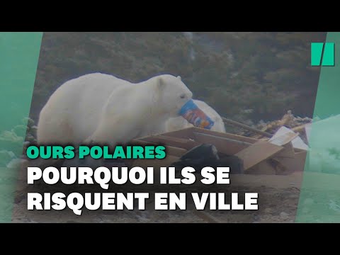 Pourquoi de plus en plus d'ours polaires entrent dans les villes?