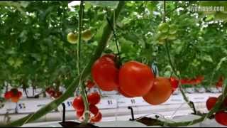 Di̇yadi̇n Domates Di̇yadi̇n Sera Di̇yadi̇n Tarim