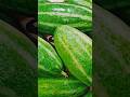 এই গরমে খুব কম সময়ে বানিয়ে নিন সুস্বাদু এই রেসিপি/Healthy Veg Thali /#shorts_feed 🔥😍