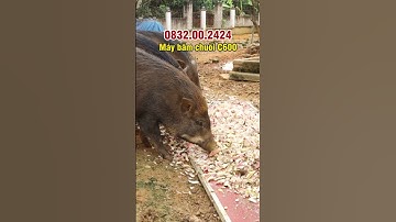 Máy Thái Chuối Mịn C600 Băm Nhỏ 1 Thân Cây Chuối To Chỉ Mất 5-10 Giây