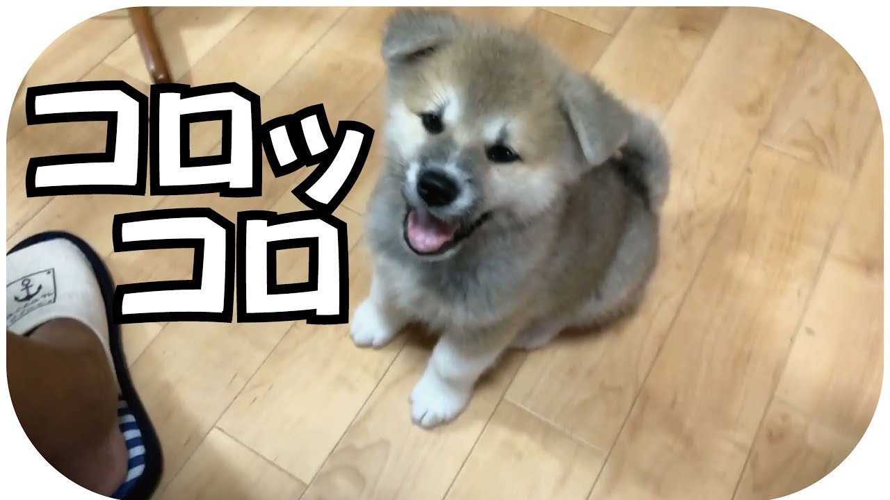 犬が老いるとしなくなる行動 見ための意外な変化とは