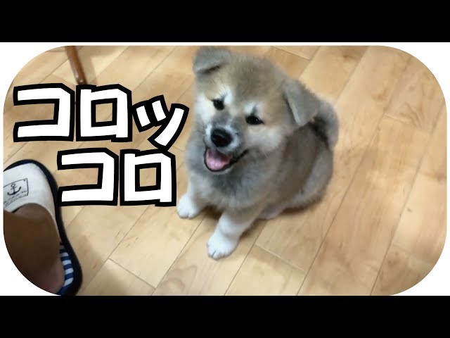 2か月で5倍に急成長した秋田犬らんぷに戸惑いを隠せないマルチーズのちゅーぶ兄さん