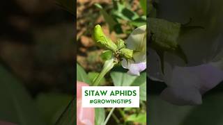 May aphids ba ang tanim nyong sitaw? #gardening #agribusiness #farmingbusiness #farmingtips