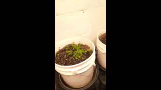 21 days in pineapple Express and lsd auto medical cannabis plants. Mars hydro led grow. June 8, 2020