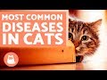 The 10 Most Common Diseases in Cats の動画、YouTube動画。