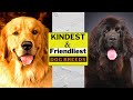 10 kindest  friendliest dog breeds