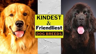 10 Kindest & Friendliest Dog Breeds