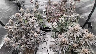 Harvest day and new light for 3x3