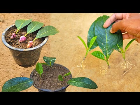 How to grow jackfruit from jackfruit leaves, red onion