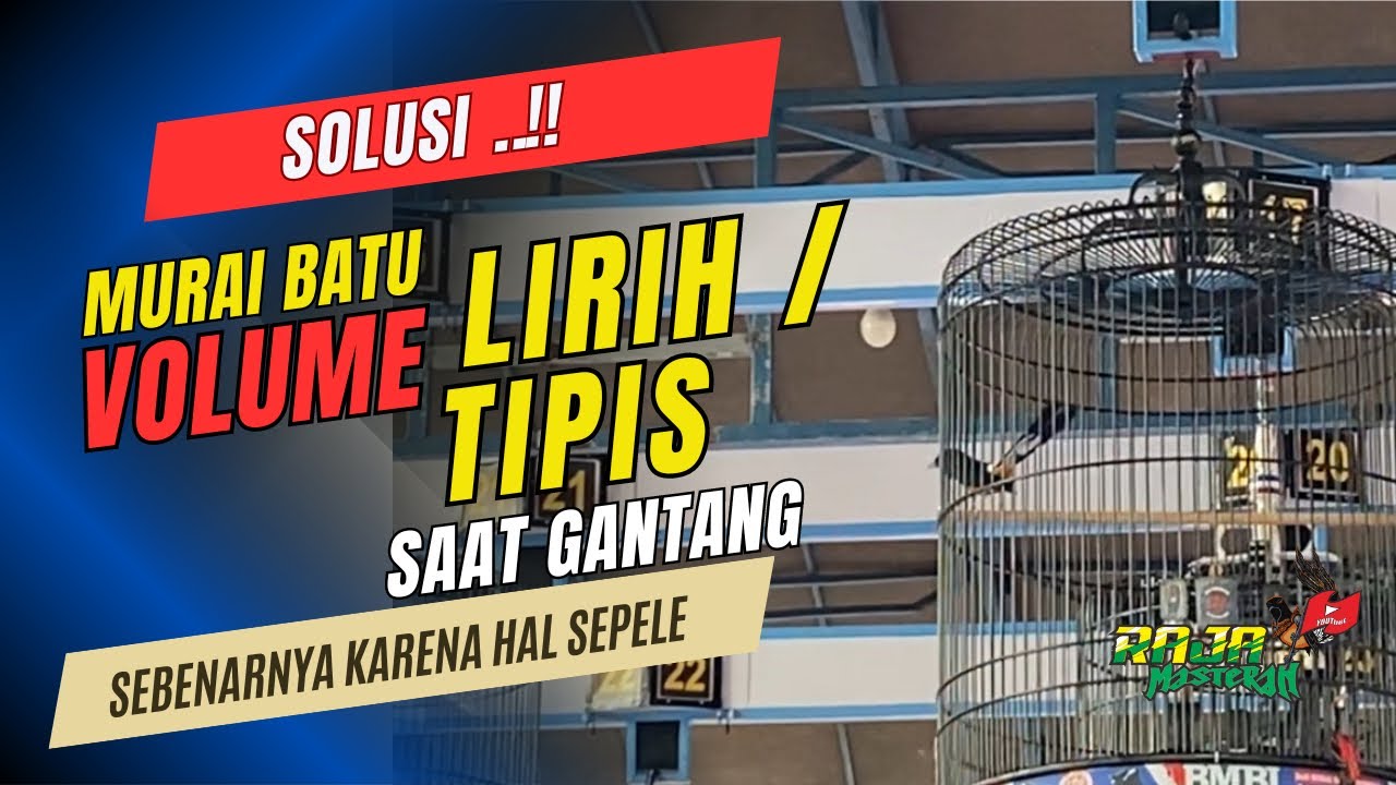 Mengatasi Murai Batu VOLUME TIPIS saat di gantang.