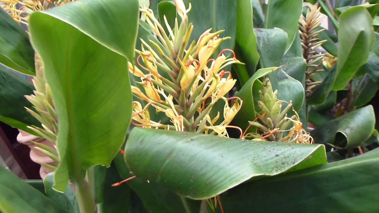 Kahili Ginger - Hedychium - Risagull - Gullróða - Engiferplöntur - Pottaplöntur - Gul blóm