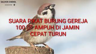 suara pikat burung gereja di jamin ampuh...