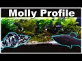 Molly Fish Care and Breeding: Let's Clear up All The Confusion!