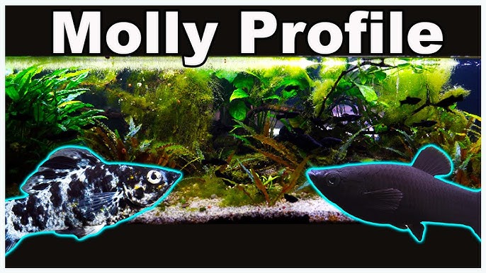 Poecilia sphenops black molly 3.5 - 5 cm