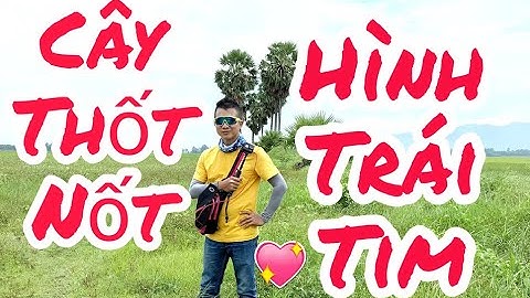 CÂY THỐT NỐT HÌNH TRÁI TIM /Tuấn Lai Vung #51
