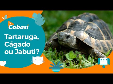Qual a diferença entre tartaruga, cágado e jabuti?