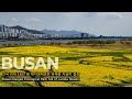 전국 최대 16만 평 유채꽃 만개｜대저생태공원 봄 풍경 지금이 적기! #대저생태공원