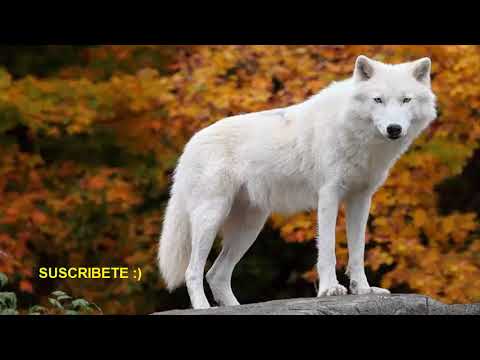 Vídeo: Horóscopo Animal Celta: Lobo