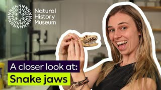 A closer look at snake jaws