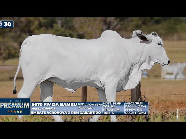 LOTE 30   6670 FIV DA BAMBU