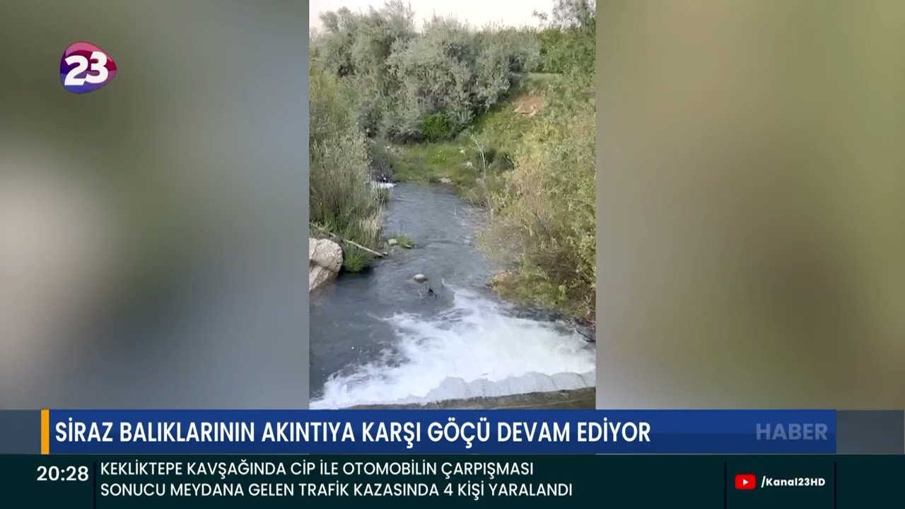 SİRAZ BALIKLARININ AKINTIYA KARŞI GÖÇÜ DEVAM EDİYOR