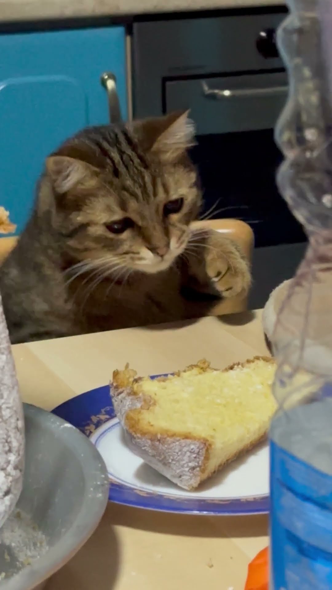 Purfessional Taste Tester || ViralHog
