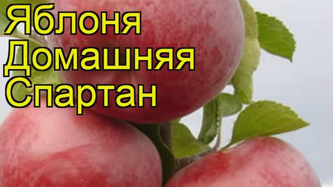 Яблоня спартан описание опылители отзывы