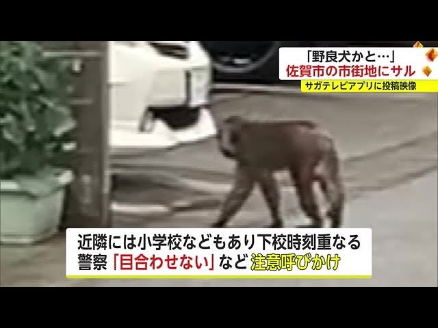 投稿終了致しました。佐賀からです‼️　偽猿‼️ Monkeys spotted in Kamizono, Saga City, with reports of sightings