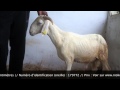 Tabaski 2015  sagam  mouton  dcouvrir sur wwwniokobokcom 