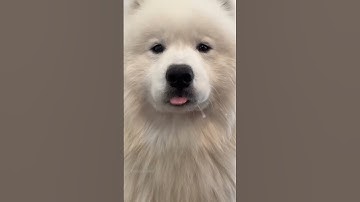 Bring me some chimken #video #shortsvideo #ytshorts #puppyvideos #yt #shorts #video #samoyed #puppy
