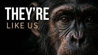 Everything You Never Knew About Primates — Calm Science to Fall Asleep To