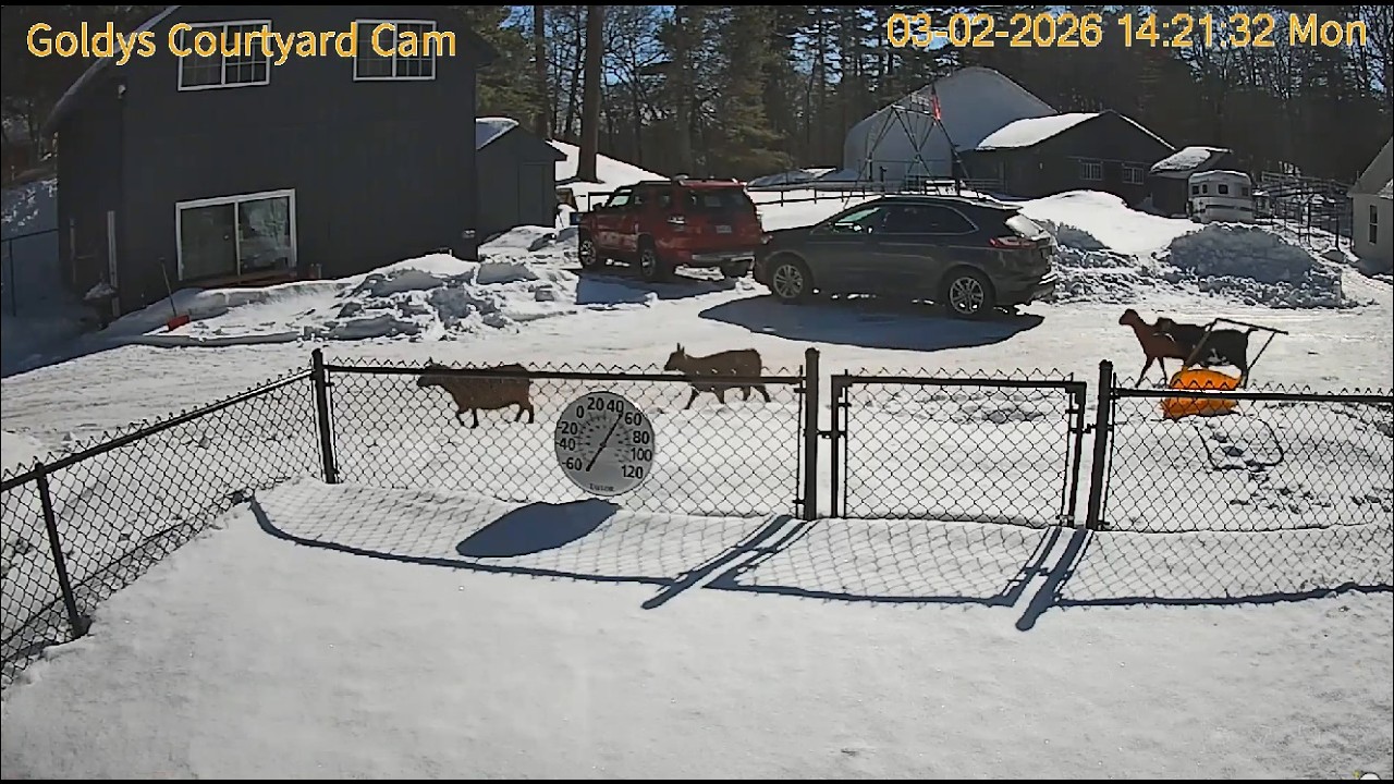 Goldy'sCourtyardCam.Judy&CarleneReturnFromHomeDepotW/Larkey.JudyLeavesW/Willow.WanderingGoats 🐐