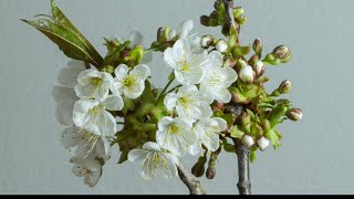 Time - Lapse: white Rose Flower blooming || Full HD Video screenshot 2