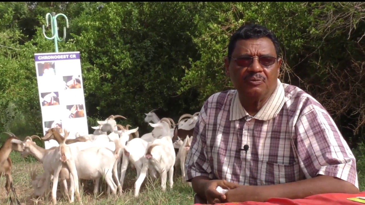 برناج سنابل زيارة مزرعة عثمان كباشي ودراسة جدوي إقتصادية للعجول 28 سبتمبر 2017