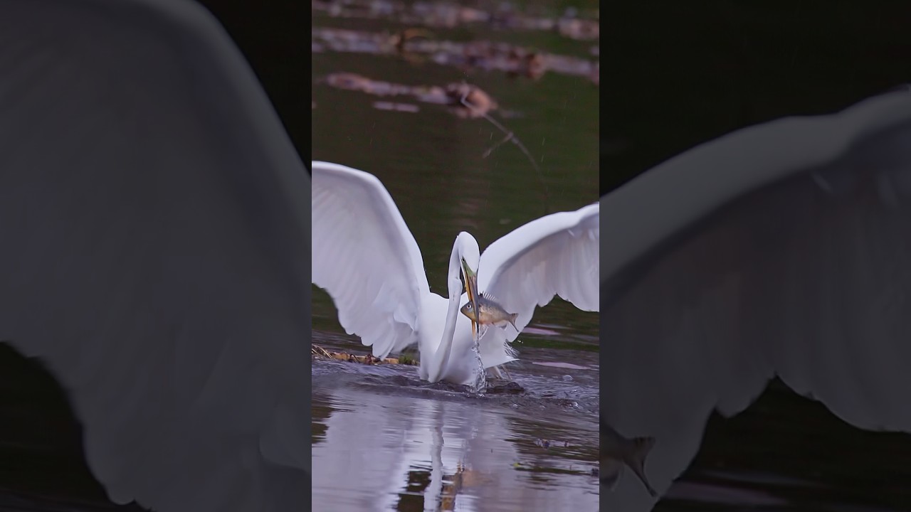 🐤 Egret: Elegant Strike and Catch 
