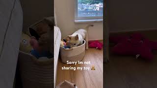 Ruby doesnt share her toy 🧸 😅 #dog #puppy #pets #cute #shorts #dogshorts