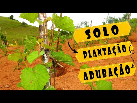 Uvas / Preparação do solo / Adubação / Plantio - não plante uvas sem assistir esse vídeo