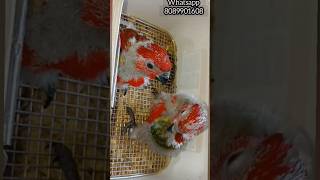 1000/- അടിപൊളി birds🦜🦜 #birds