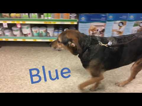Blue is available for adoption!