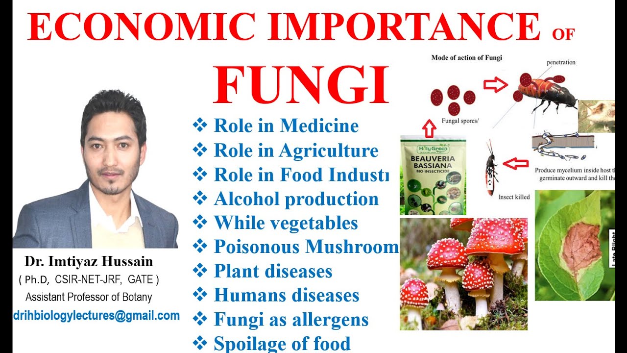 economic importance of fungi assignment pdf