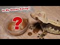 HELP! MY GECKO ISNT EATING!? WATCH THIS