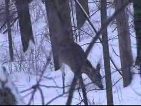 Muzzleloader Deer Hunting - This doe was taken with a .50 cal patched round ball, TC Hawken.