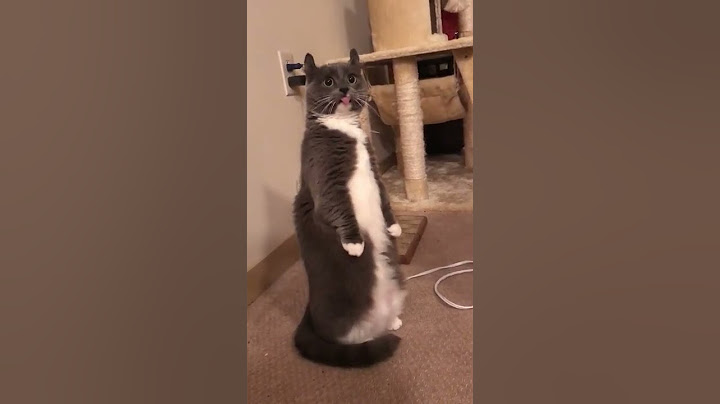 Is the cat broken ? 😸😸 #cats #shorts