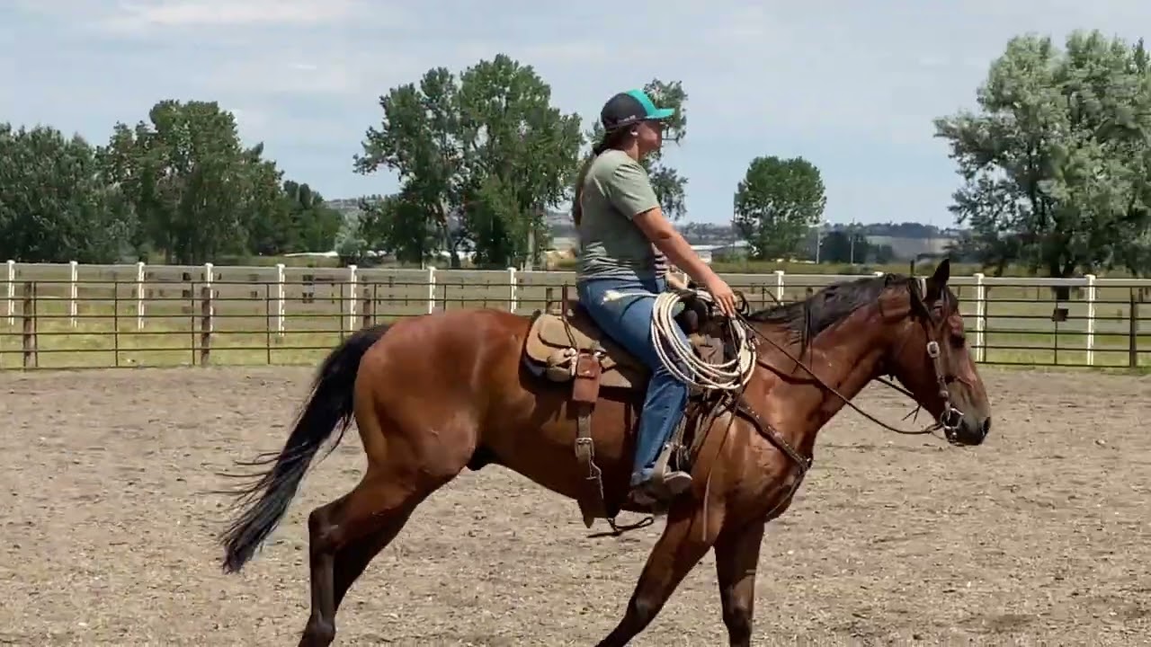 PADDIESMIRACLEMOOSE 2018 Gelding DELUXE Head Horse Prospect BIG SKY